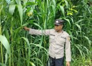 Optimalkan Lahan Kosong, Kanit Binmas Polsek BP Peliung Monitoring Kebun Jagung