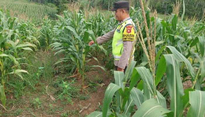 Dukung Swasembada Pangan, Aipda Saleh Pantau Langsung Pertumbuhan Tanaman Jagung di OKU Timur