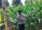 Optimalkan Lahan Tidur 1 Hektar, Polsek BP Peliung Dampingi Kelompok Tani Tingkatkan Ekonomi Desa