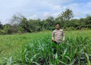 Dukung Swasembada Pangan, Polsek BP Peliung Rutin Pantau Perkembangan Lahan Jagung Binaan di Desa Bantan