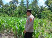 Sinergi Polsek BP Peliung dan Petani Banu Mas: Sulap Lahan Kosong 1 Hektar Jadi Kebun Jagung Produktif
