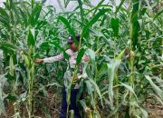 Dorong Kemandirian Pangan Desa, Kanit Binmas Polsek BP Peliung Intensifkan Pengawasan Tanaman Jagung