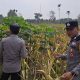 Perkuat Swasembada Pangan Desa, Bhabinkamtibmas Polsek BP Peliung Cek Perkembangan Tanaman Jagung di Pahang Asri