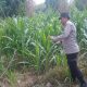 Manfaatkan Lahan Tidur di Desa Bantan Pelita, Kasium Polsek BP Peliung Tinjau Pertumbuhan Tanaman Jagung