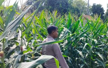 Sokong Ketahanan Pangan Nasional, Kanit Binmas Polsek BP Peliung Pantau Perkembangan Jagung di Lahan Produktif