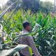 Sokong Ketahanan Pangan Nasional, Kanit Binmas Polsek BP Peliung Pantau Perkembangan Jagung di Lahan Produktif