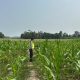Dukung Program Pangan Nasional, Bhabinkamtibmas Polsek BP Peliung Rutin Cek Perkembangan Tanaman Jagung