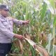 Wujud Nyata Ketahanan Pangan, Kanit Binmas Polsek BP Peliung Cek Perkembangan Tanaman Jagung di Desa Saung