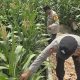 Perkuat Ketahanan Pangan Nasional, Bhabinkamtibmas Polsek BP Peliung Peninjauan Lahan Jagung di Desa Banu Mas