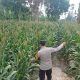 Optimalkan Lahan Kosong, Bhabinkamtibmas Polsek Buay Pemuka Peliung Tinjau Perkembangan Tanaman Jagung di Desa Negeri Agung Jaya