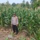 Garap Lahan Kosong di Desa Trantang Sakti, Kanit Binmas Polsek Buay Pemuka Peliung Pantau Intensif Tanaman Jagung