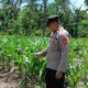 Wujud Dukungan Swasembada Pangan, Polsek Buay Pemuka Peliung Pantau Lahan Jagung Satu Hektar di Desa Negeri Agung