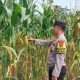 Sinergi Polri dan Petani, Aipda Saleh Cek Lahan Ketahanan Pangan Jagung Seluas 1 Hektare di OKU Timur