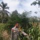 Dukung Ketahanan Pangan, Polsek Madang Suku I Tinjau Langsung Budidaya Tanaman Jagung Warga di Desa Tanah Merah