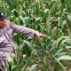 Dukung Ketahanan Pangan Nasional, Polsek Buay Pemuka Peliung Rutin Pantau Perkembangan Tanaman Jagung di Desa Bantan