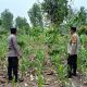 Kawal Swasembada Pangan, Aipda Hariyadi Cek Perkembangan Jagung di Desa Negeri Agung Jaya