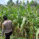 Perkuat Swasembada Pangan, Aipda Barlin Pantau Lahan Jagung 1 Hektar di Desa Bantan