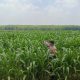 Bhabinkamtibmas Polsek Madang Suku I Tinjau Langsung Program Ketahanan Pangan, Pastikan Pertumbuhan Jagung di OKU Timur Subur dan Optimal
