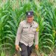 Bhabinkamtibmas Polsek BP Peliung Cek Perkembangan Jagung di Lahan Ketahanan Pangan