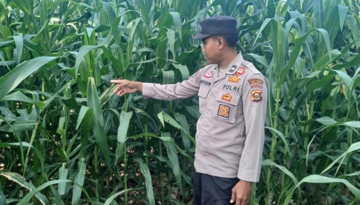 Kanit Binmas Polsek BP Peliung Pantau Perkebunan Jagung di Desa Banu Mas