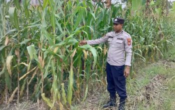 Optimalkan Lahan Tidur di Banu Ayu, Kasium Polsek BP Peliung Cek Kebun Jagung