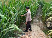 Optimalkan Lahan Kosong di Bantan, Bhabinkamtibmas Polsek BP Peliung Intensifkan Monitoring Tanaman Jagung