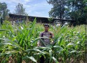 Berdayakan Lahan Tidur di Banu Mas, Kanit Binmas Polsek BP Peliung Tinjau Perkembangan Tanaman Jagung