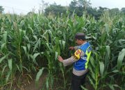 Sinergi Polri dan Petani, Briptu Dwi W Cek Langsung Pertumbuhan Jagung Program Ketahanan Pangan di OKU Timur