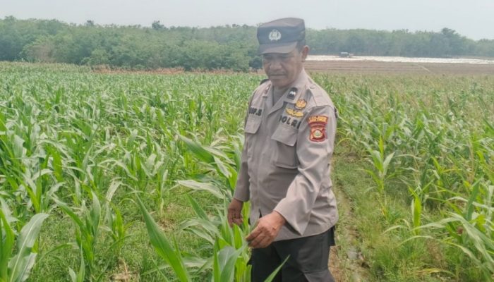 Polsek Madang Suku I Cek Lahan Ketahanan Pangan Warga Dukung Swasembada Pangan
