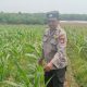 Polsek Madang Suku I Cek Lahan Ketahanan Pangan Warga Dukung Swasembada Pangan
