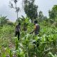 Polsek Buay Pemuka Peliung Sukseskan Program Ketahanan Pangan Nasional, Rutin Cek Perkembangan 1 Hektar Kebun Jagung Binaan di Desa Pulau Negara