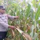 Perkuat Ketahanan Pangan di Desa Saung, Kanit Binmas Polsek BP Peliung Cek Perkembangan Kebun Jagung Binaan Seluas 1 Hektar