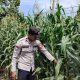 Sinergi Bhabinkamtibmas dan Petani Desa Bantan, Sulap Lahan Tidur 1 Hektar Jadi Kebun Jagung Produktif Demi Ketahanan Pangan