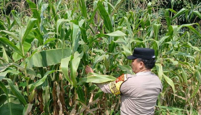 Kawal Swasembada Pangan di Desa Bantan, Aipda Barlin Rutin Cek Perkembangan Kebun Jagung Binaan Polsek BP Peliung
