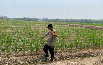 Dukung Program Ketahanan Pangan Nasional, Bhabinkamtibmas Polsek Belitang II Cek Lahan Jagung Warga di Desa Darma Buana