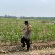 Dukung Program Ketahanan Pangan Nasional, Bhabinkamtibmas Polsek Belitang II Cek Lahan Jagung Warga di Desa Darma Buana