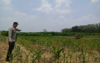 Dukung Program Ketahanan Pangan Nasional, Bhabinkamtibmas Polsek Madang Suku I Cek Pertumbuhan Tanaman Jagung di Desa Bangsa Negara