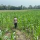 Dukung Ketahanan Pangan Nasional, Bhabinkamtibmas Polsek BP Peliung Cek Perkembangan Tanaman Jagung 1 Hektar di Desa Bantan