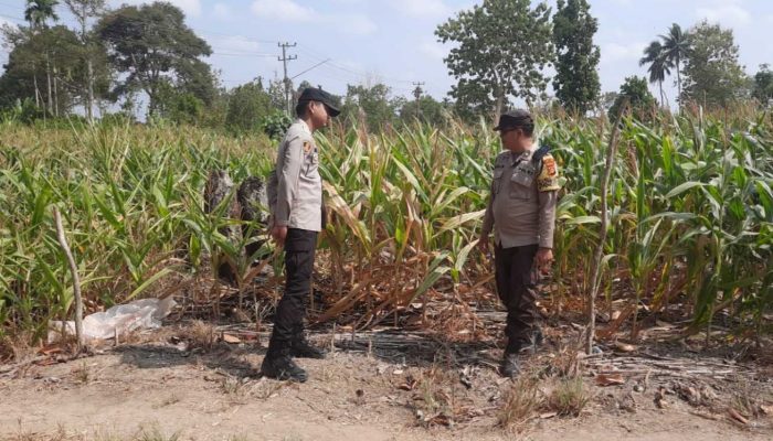 Jaga Tren Positif Pertumbuhan Jagung 1 Hektar di Desa Bantan, Aipda Barlin Lakukan Kontrol Berkala