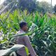 Perkuat Lumbung Pangan, Kanit Binmas Polsek BP Peliung Cek Kebun Jagung 1 Hektar di Desa Pemetung Basuki