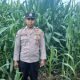 Dukung Program Ketahanan Pangan Nasional, Kanit Binmas Polsek BP Peliung Rutin Kontrol Perkembangan Tanaman Jagung