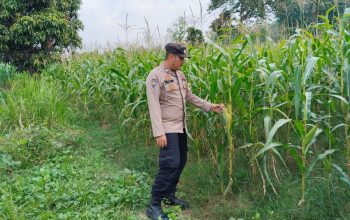 Perkuat Ketahanan Pangan Desa, Polsek BP Peliung Pantau Lahan Jagung 1 Hektar di Bantan Pelita