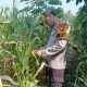 Bhabinkamtibmas Polsek BP Peliung Tinjau Lahan Jagung 1 Hektar di Desa Banu Mas Demi Dukung Ketahanan Pangan