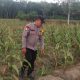 Dukung Program Ketahanan Pangan, Polsek Madang Suku I Tinjau Langsung Lahan Jagung Warga di OKU Timur